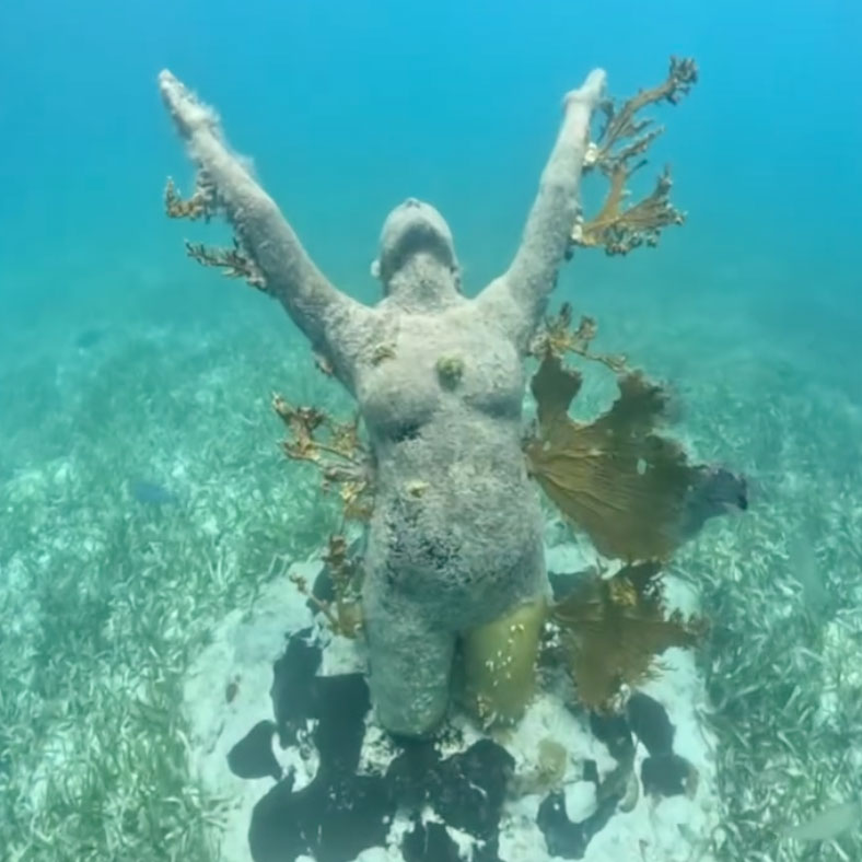 Jungle Tour Barracuda