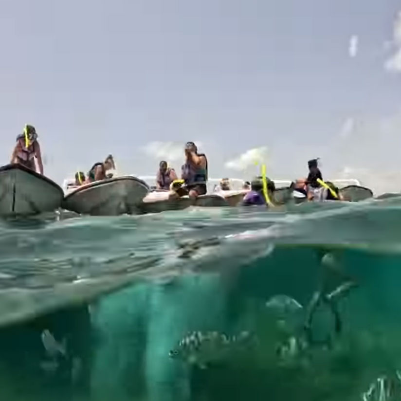 Jungle Tour Barracuda