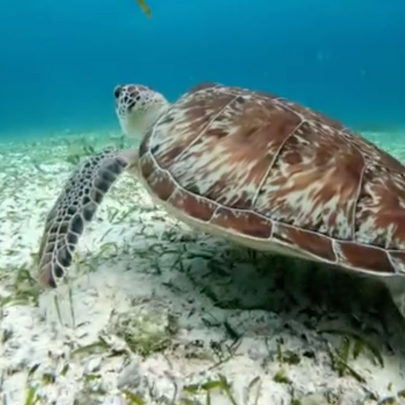 Jungle Tour Barracuda