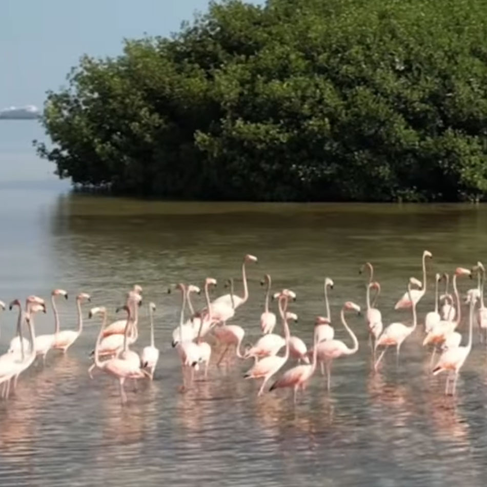 Jungle Tour Barracuda